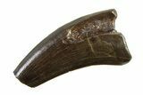Serrated, Tyrannosaur (Nanotyrannus) Tooth - Montana #338790-1